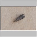 Hummelnest mit Wachsmotte-01.jpg